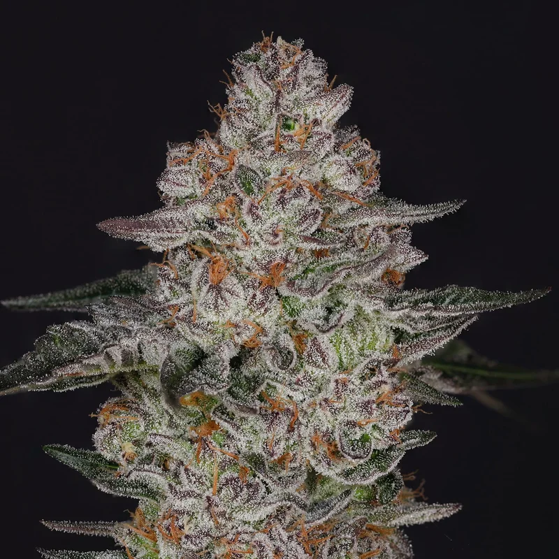 Tropiburger van Nine Weeks Harvest