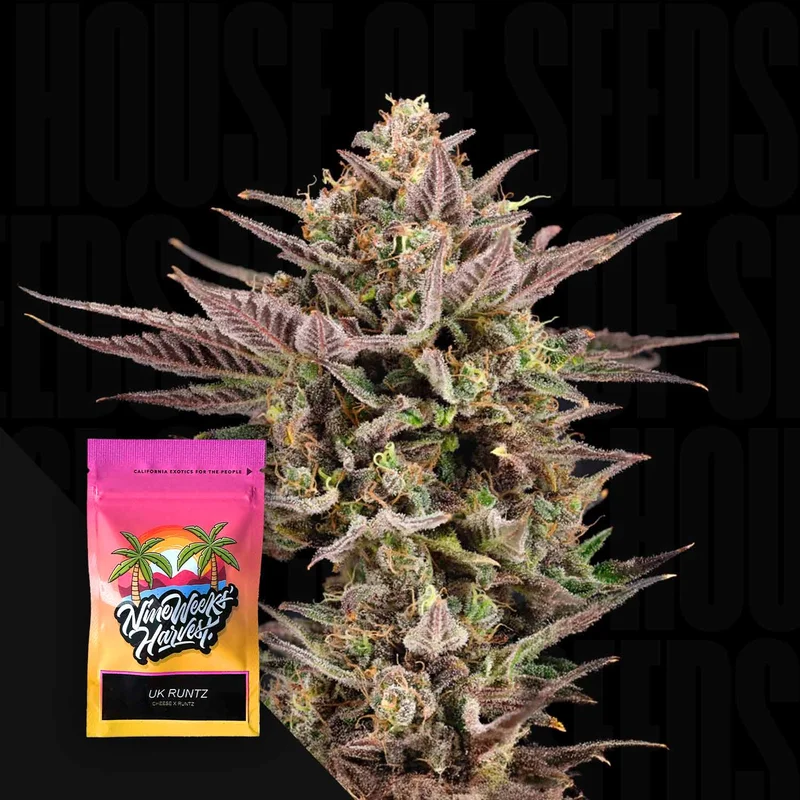 UK Runtz van Nine Weeks Harvest