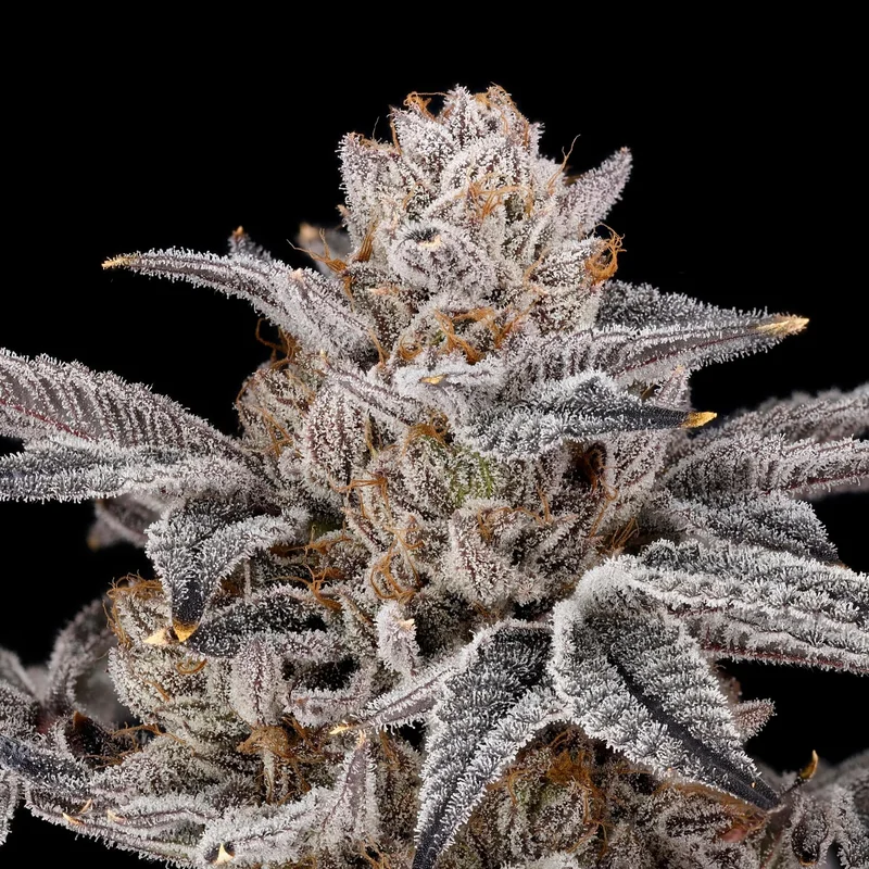Zorroz v2 van Nine Weeks Harvest