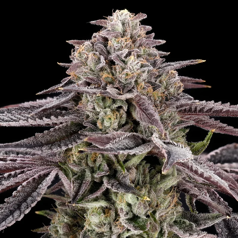 Monaco van Nine Weeks Harvest