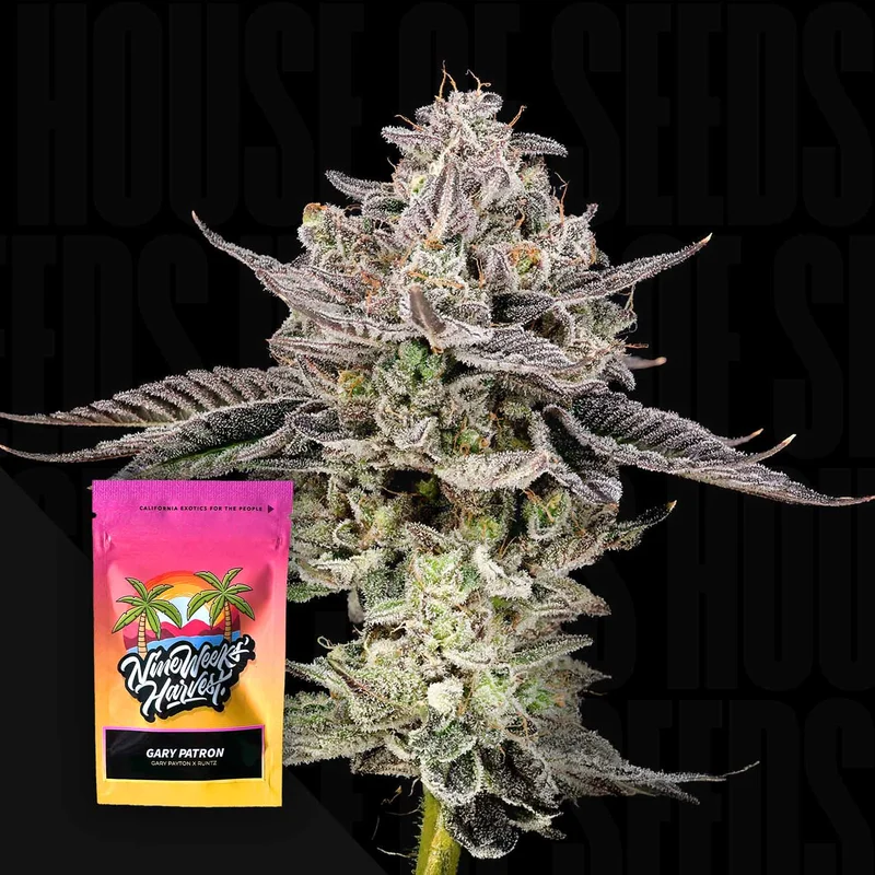 Gary Patron van Nine Weeks Harvest