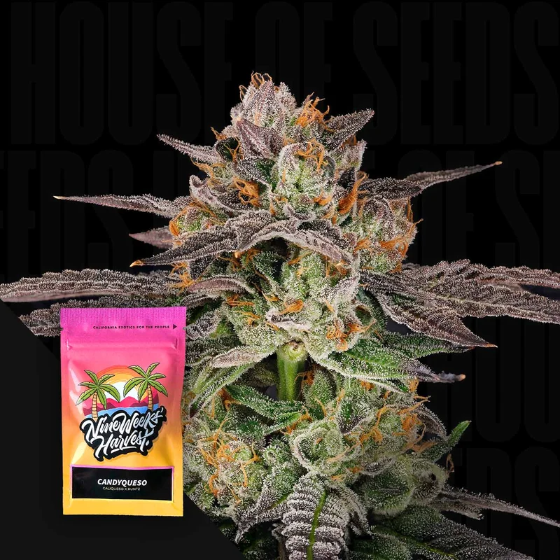 Candy Queso van Nine Weeks Harvest