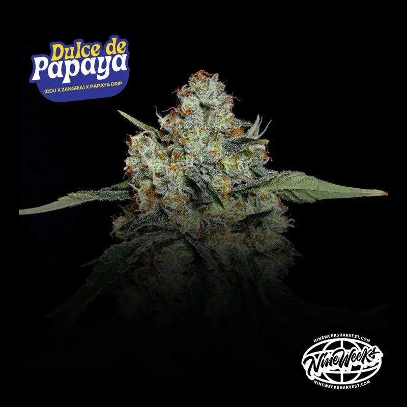 Dulce De Papaya van Nine Weeks Harvest