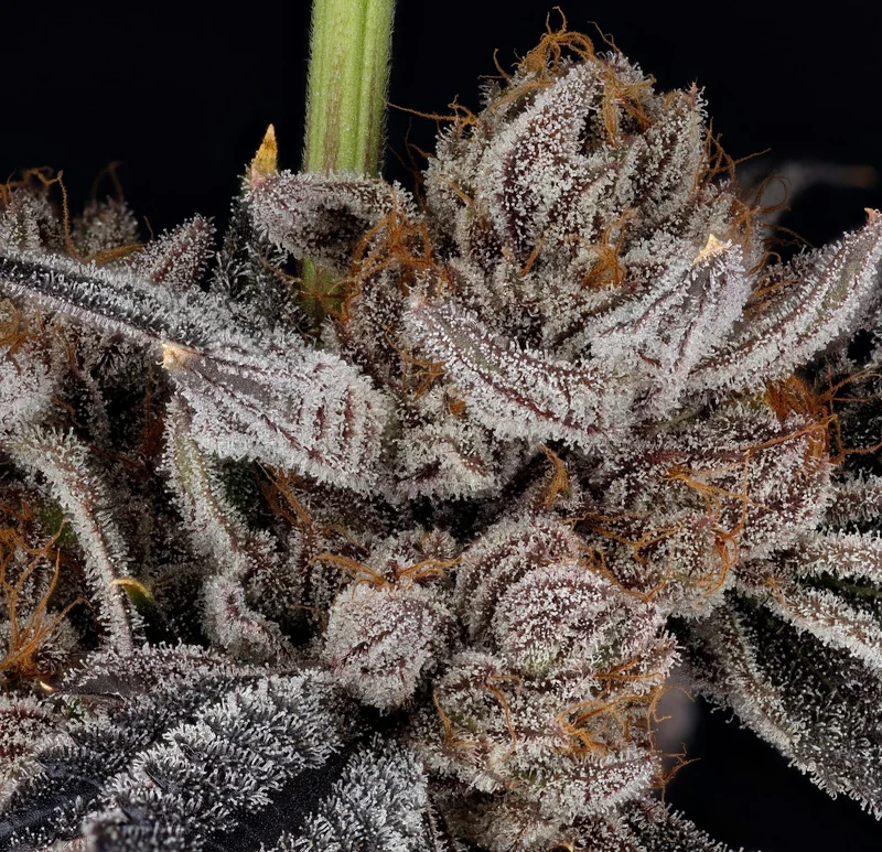 Zorroz v2 van Nine Weeks Harvest