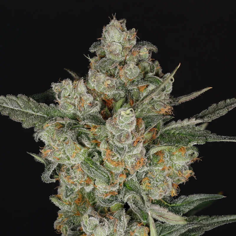 Jackfroot van Nine Weeks Harvest
