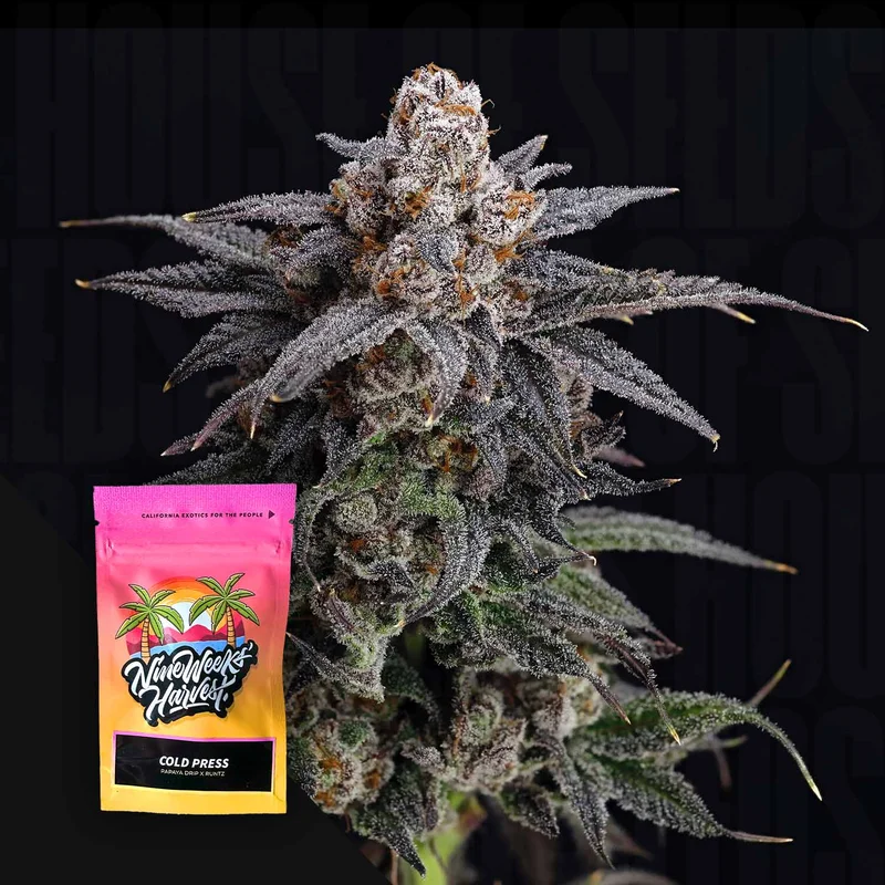 Cold Press van Nine Weeks Harvest
