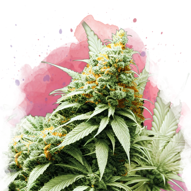 Big bud van Nirvana