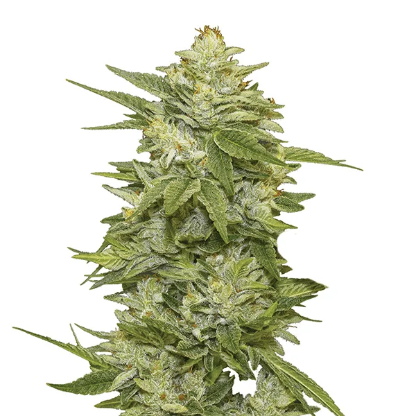 GG-48 van Nirvana