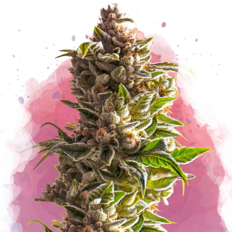 Aurora Indica van Nirvana