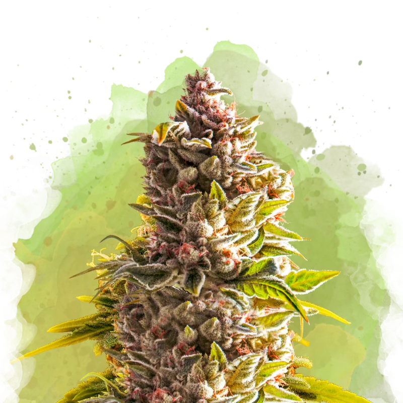 Northern Light van Nirvana