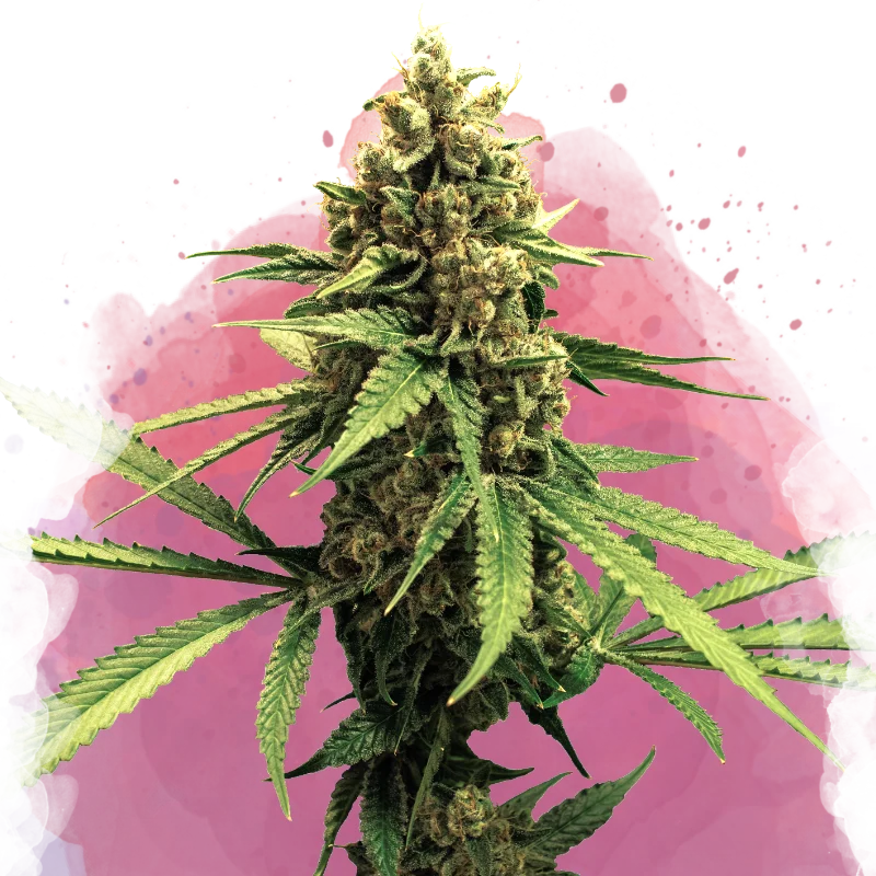 Lemon OG Haze van Nirvana