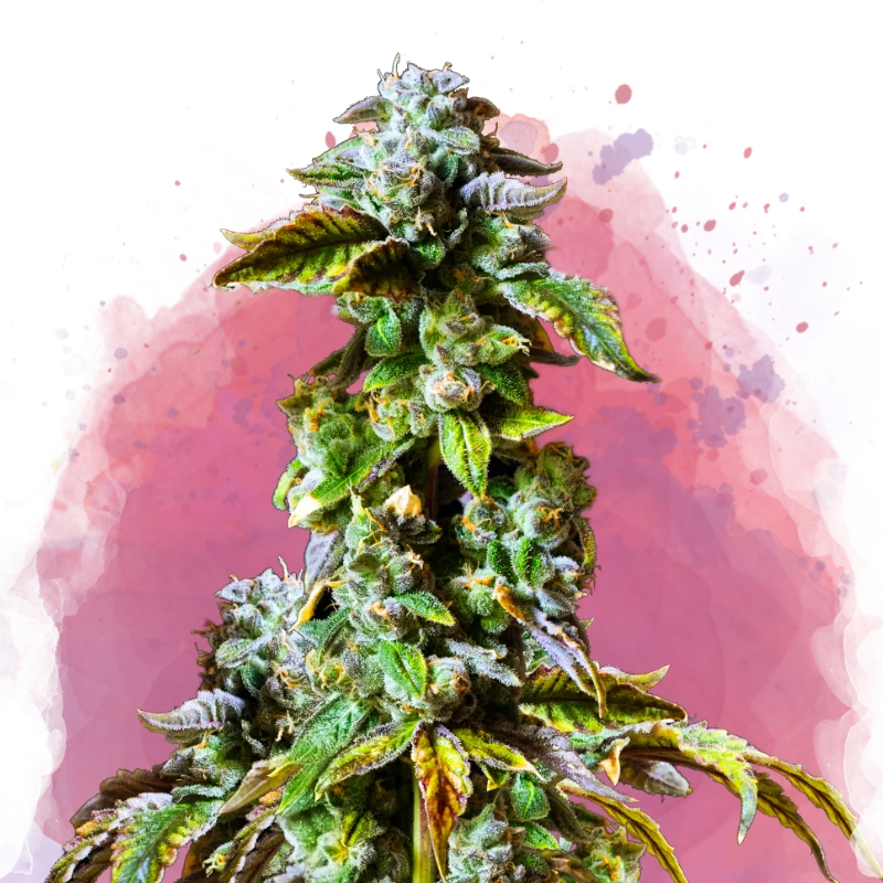 Durban Poison van Nirvana