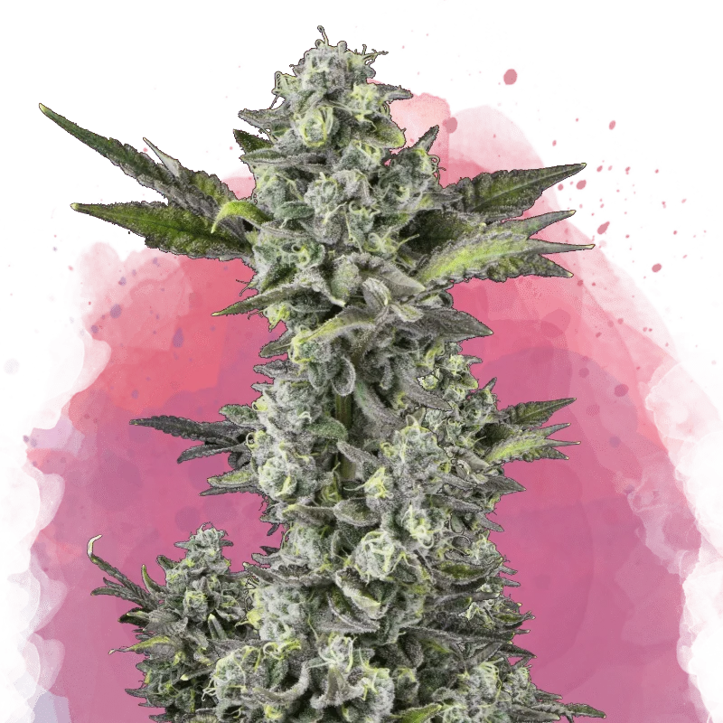 Critical van Nirvana