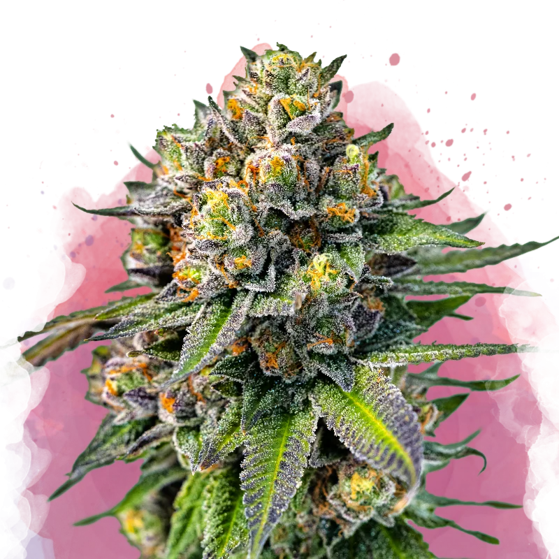 Og Kush van Nirvana