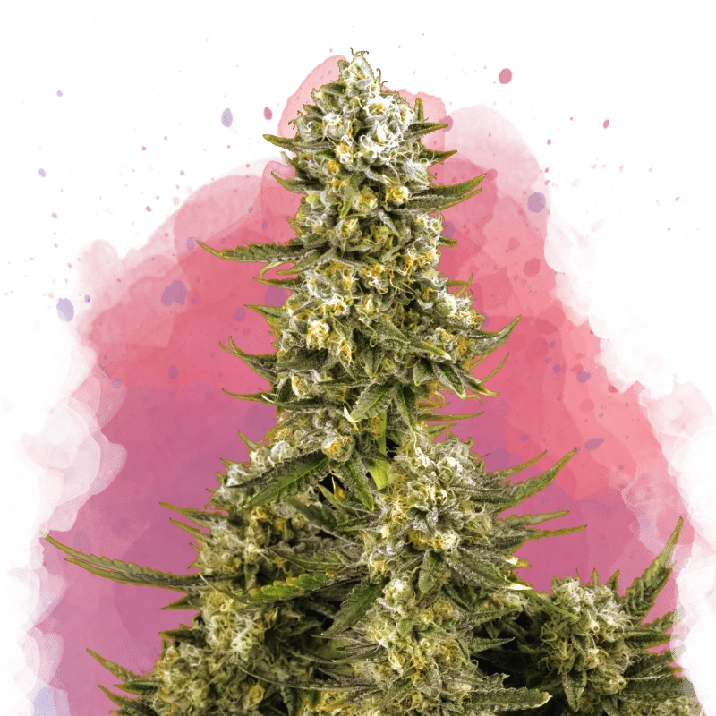 Super Silver Haze van Nirvana