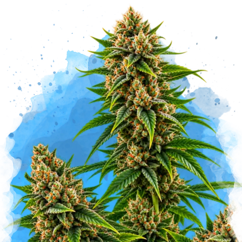 Master Kush van Nirvana