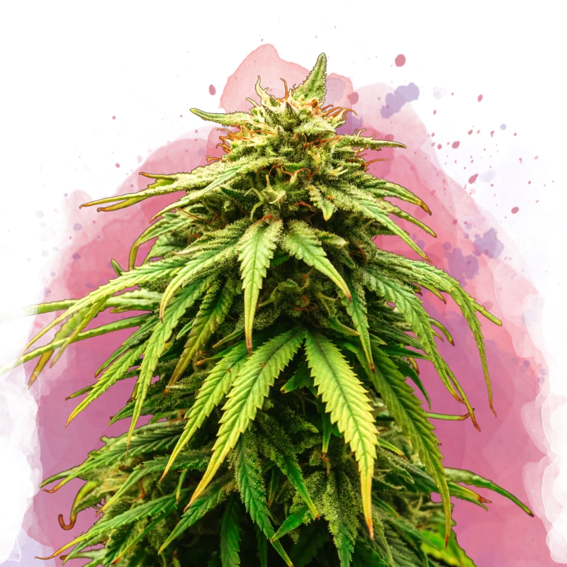 Green Crack van Nirvana