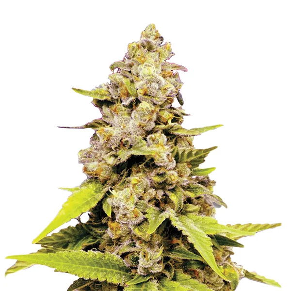 Bubblelicious van Nirvana