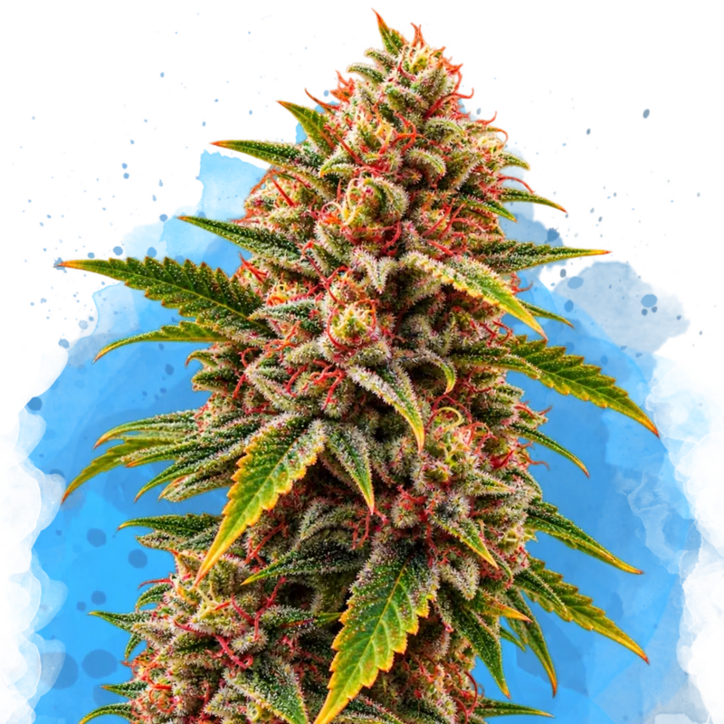 Bubblelicious by Nirvana