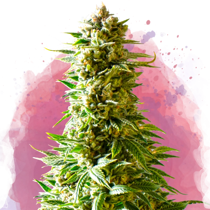 Northern Light van Nirvana