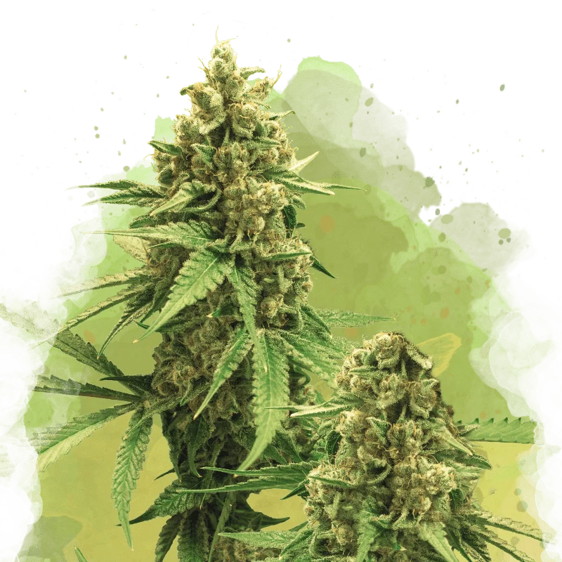 Big Bud van Nirvana