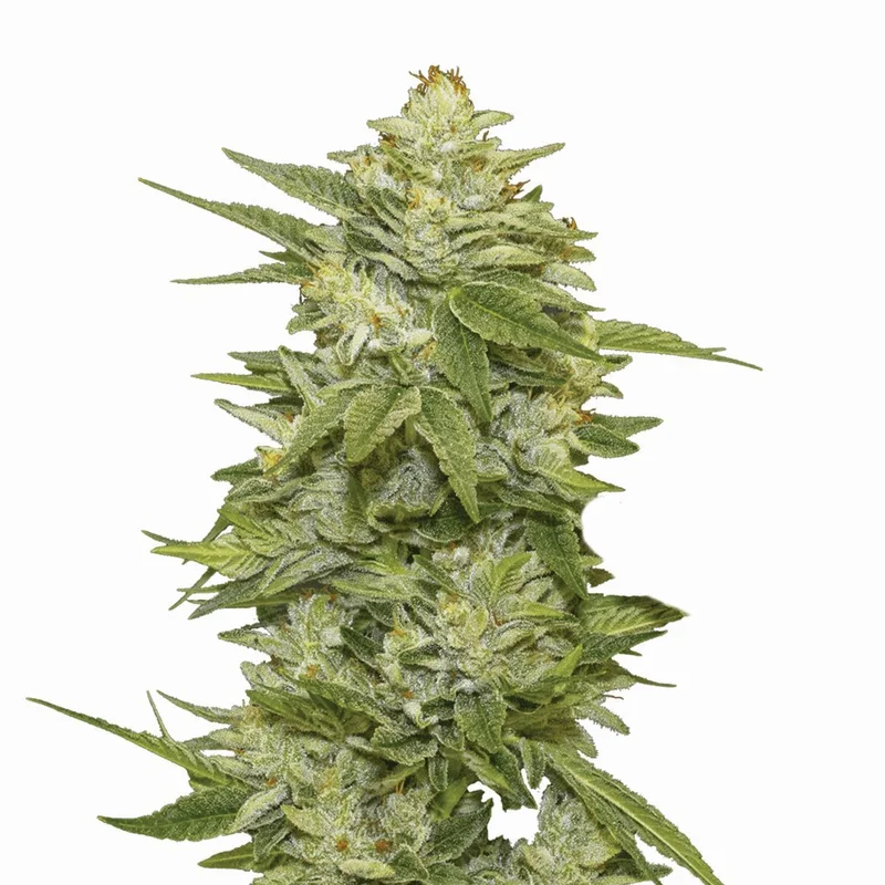 GG-48 van Nirvana