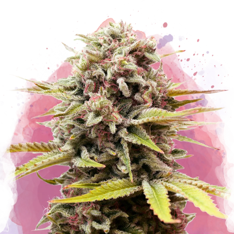 Bubblelicious van Nirvana