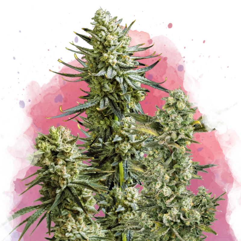 Skywalker Og van Nirvana
