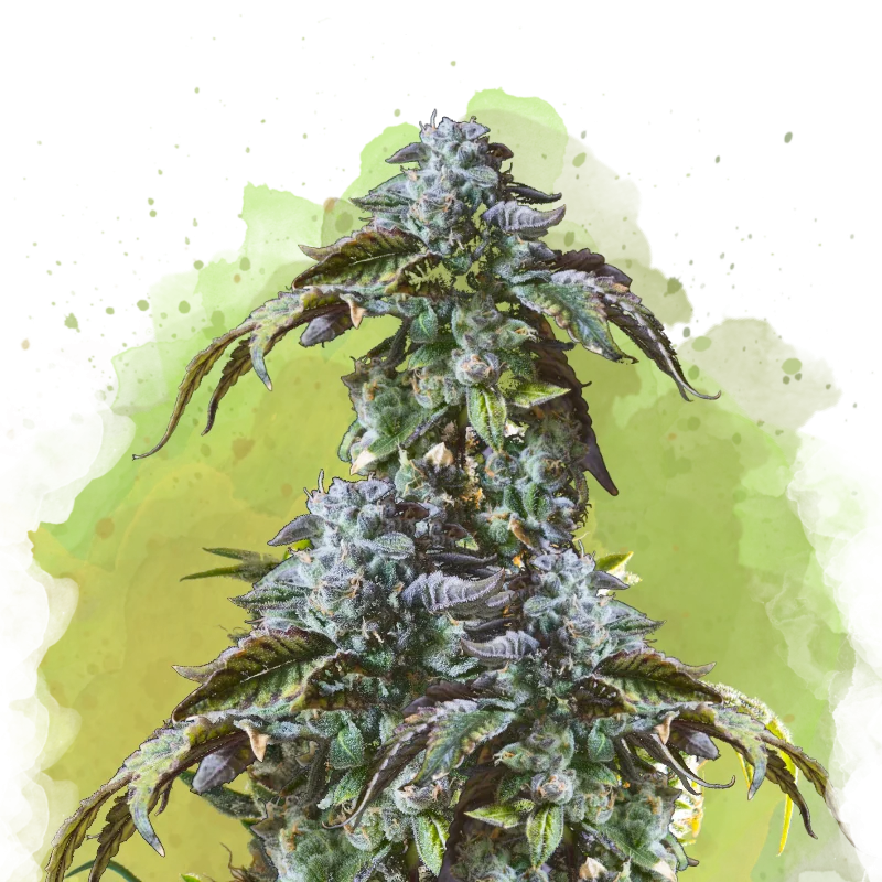 Blue Cheese by Nirvana