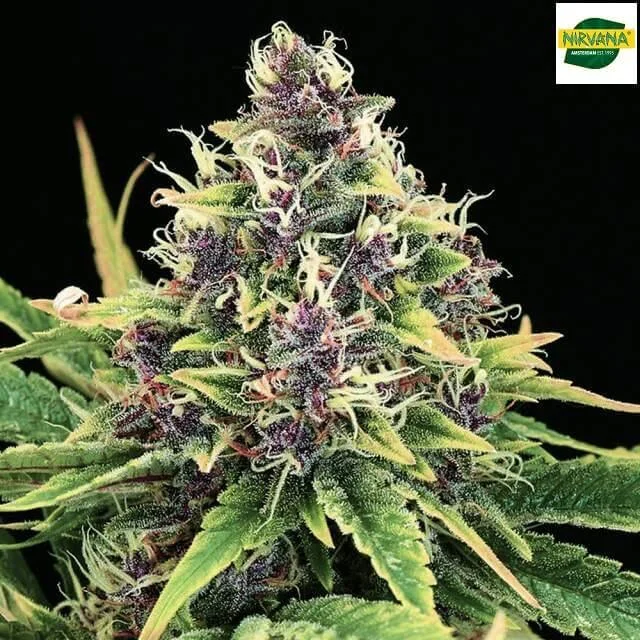Hindu Kush van Nirvana
