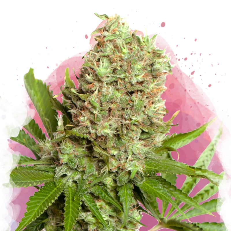 White Widow van Nirvana