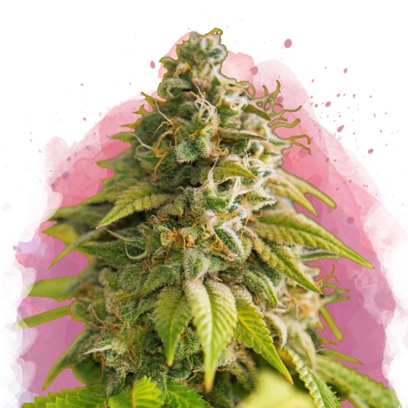 Papaya van Nirvana