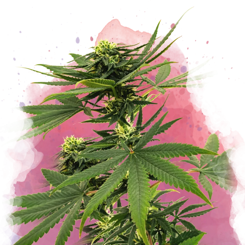 Sour Diesel van Nirvana