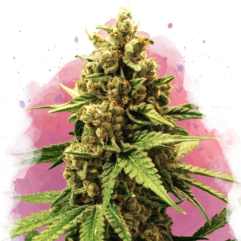 Great White Shark van Nirvana