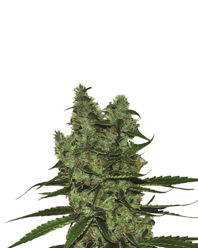 Somango XXL van Nirvana