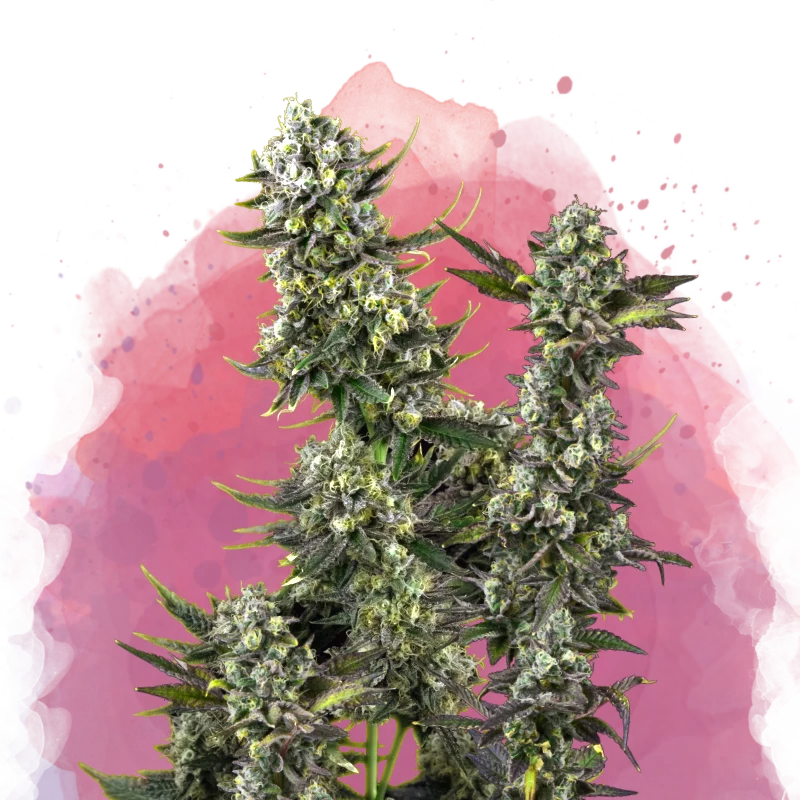 Hindu Kush van Nirvana