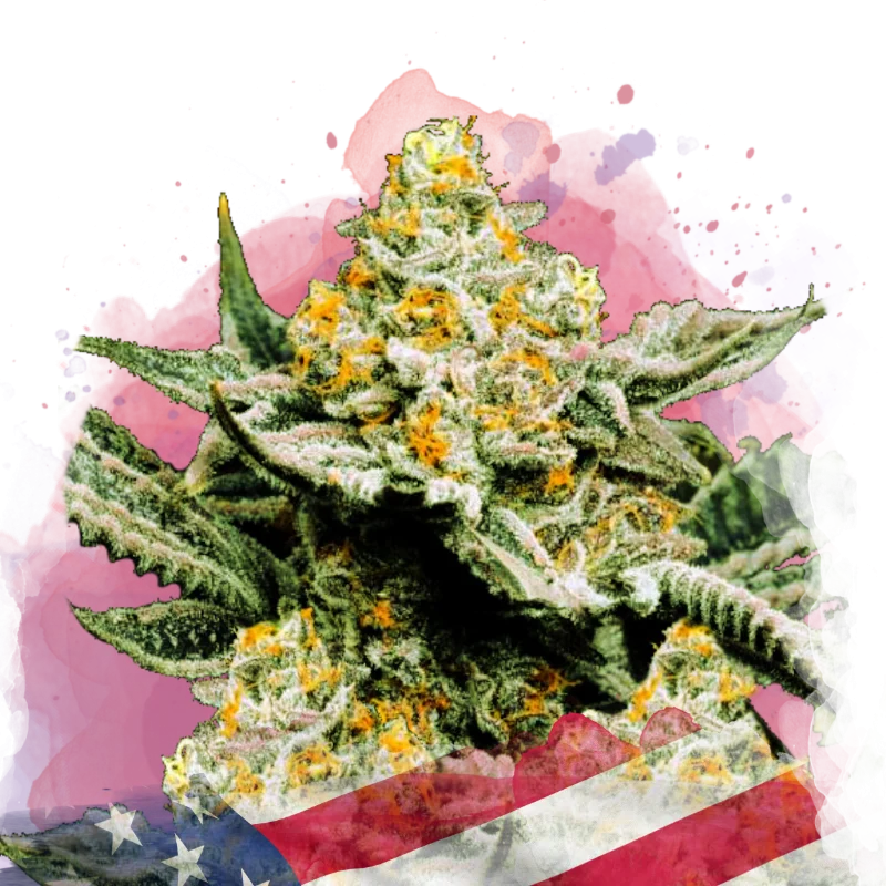 Sunset Sherbet van Nirvana