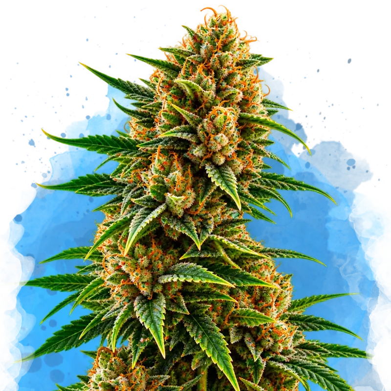 Northern Lights van Nirvana