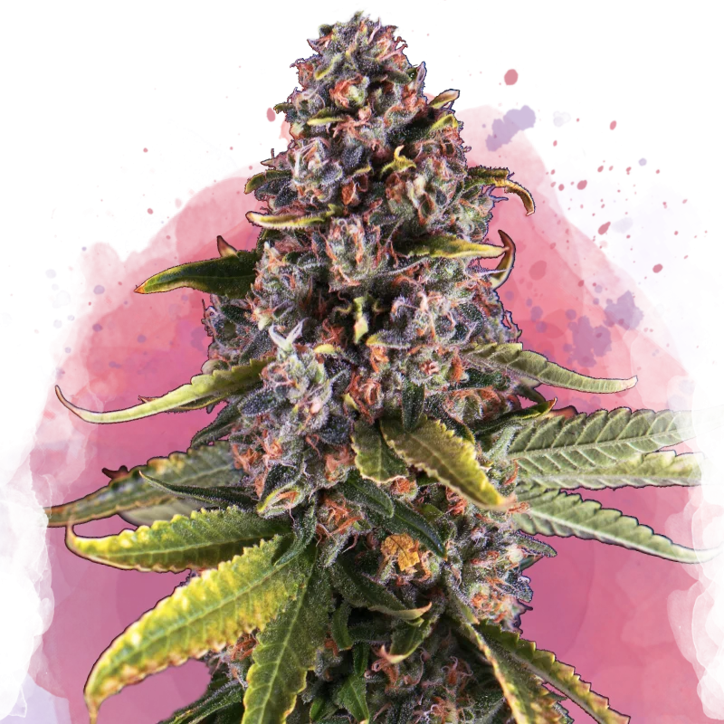 Raspberry Cough van Nirvana