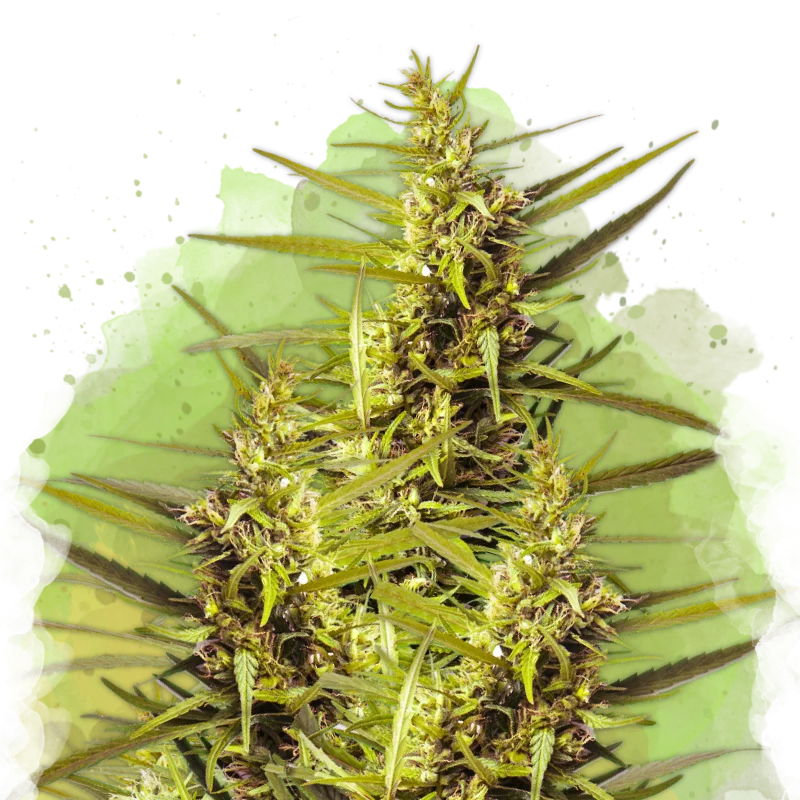 Blueberry Kush van Nirvana