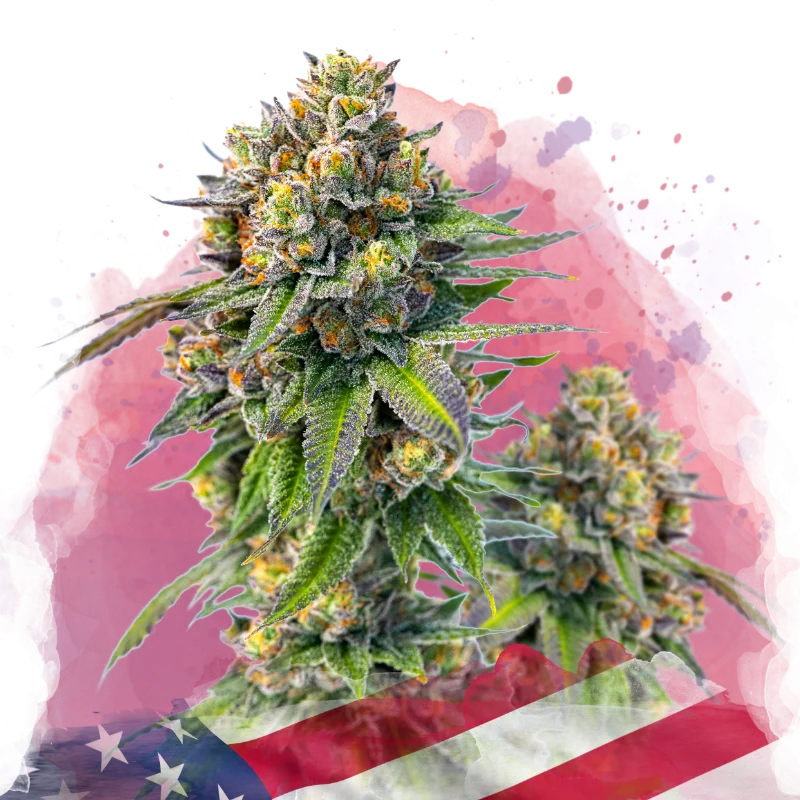 Zkittlez van Nirvana