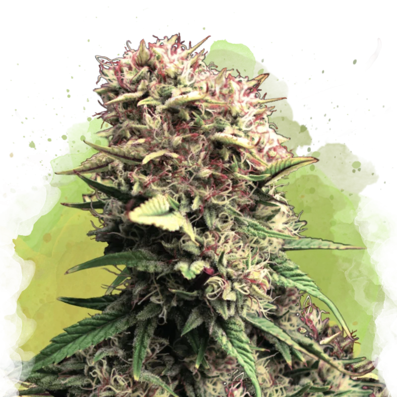 OG Kush van Nirvana