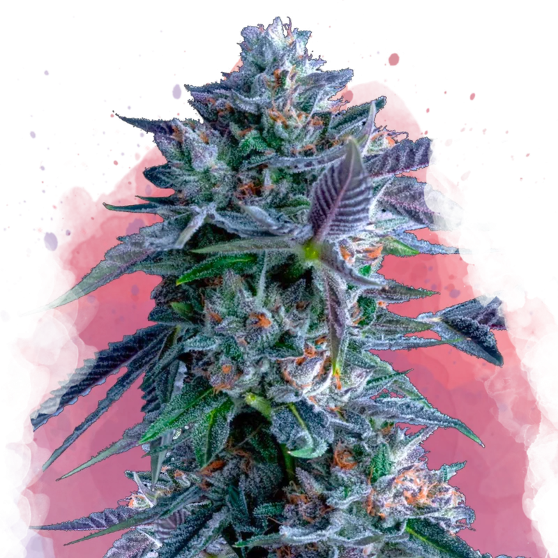 Chocolope van Nirvana