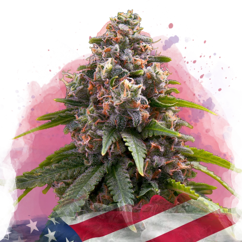 Candy Kush van Nirvana