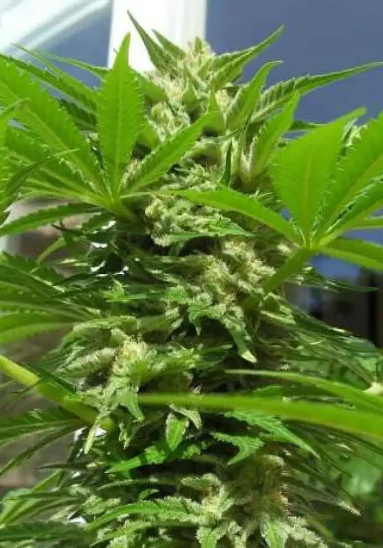 AK 48 van Nirvana