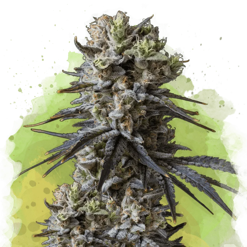 Lithium Og Kush van Nirvana