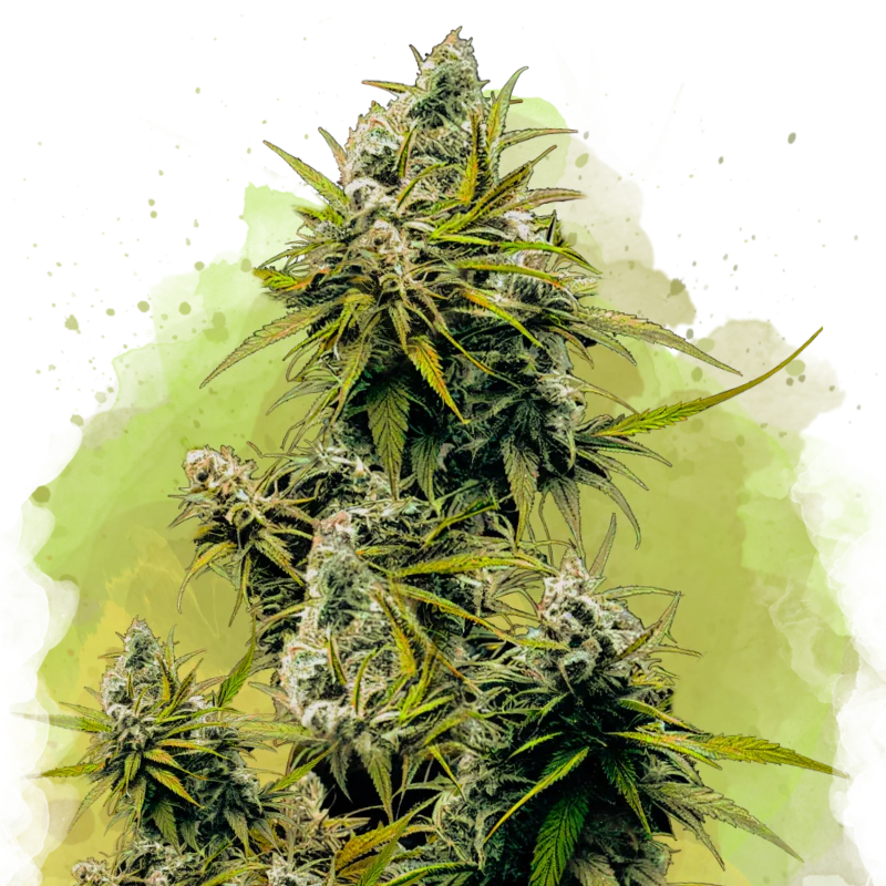 Lemon OG Haze van Nirvana