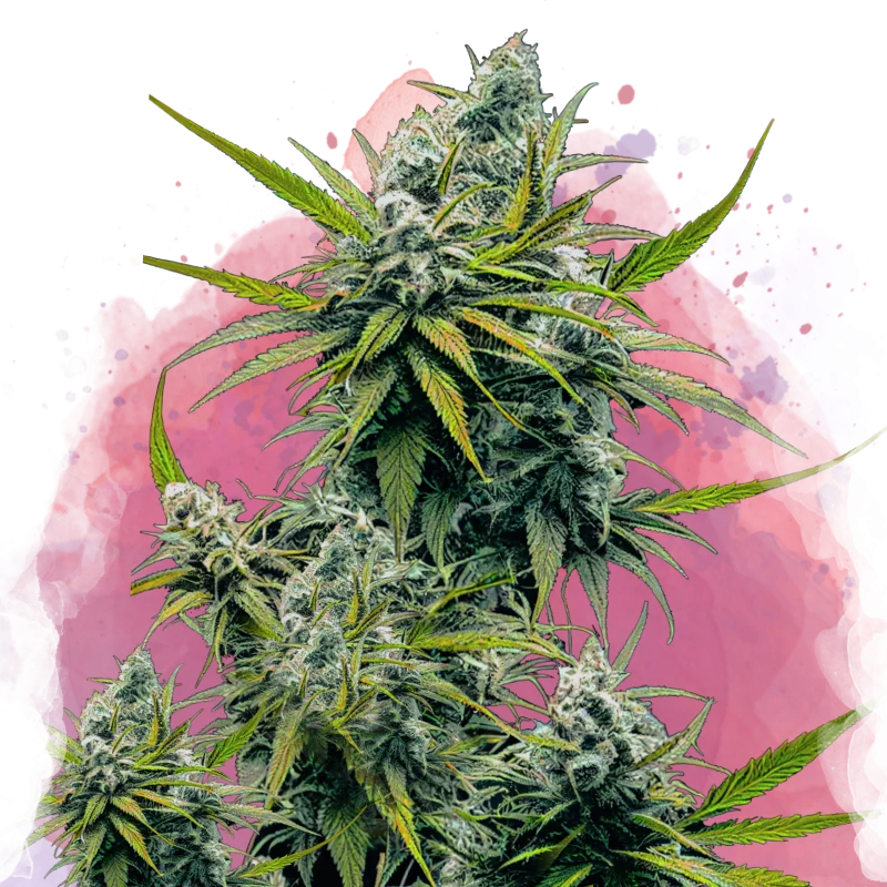 Nicole Kush van Nirvana