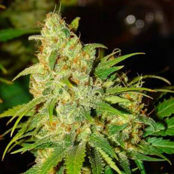 Bubblelicious van Nirvana