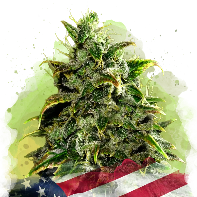 Blue Dream van Nirvana